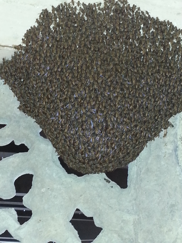 Beehive inside toilet