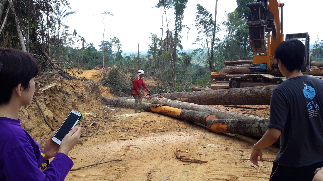 Malaysia Deforestation
