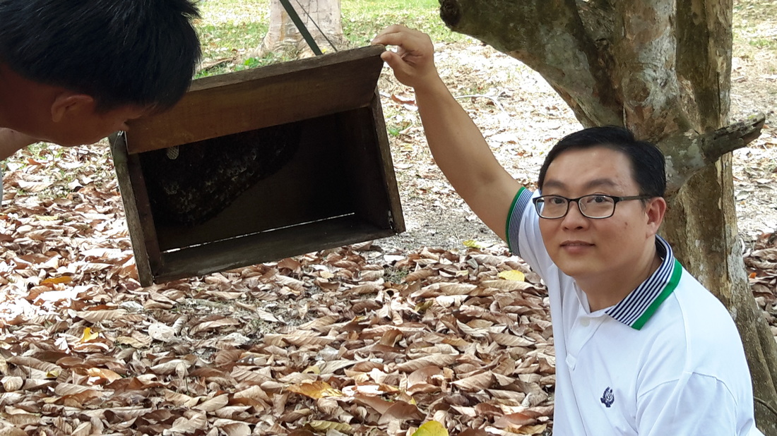 beehive box in Apiary, Malaysia