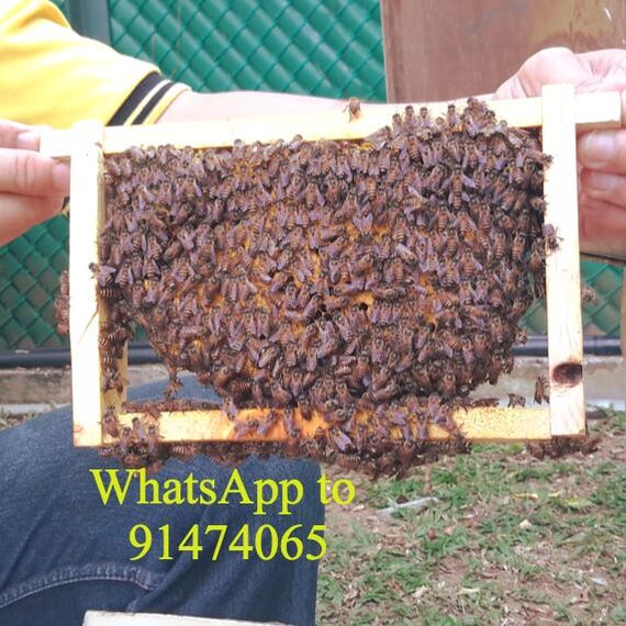 Rehoming Beehive