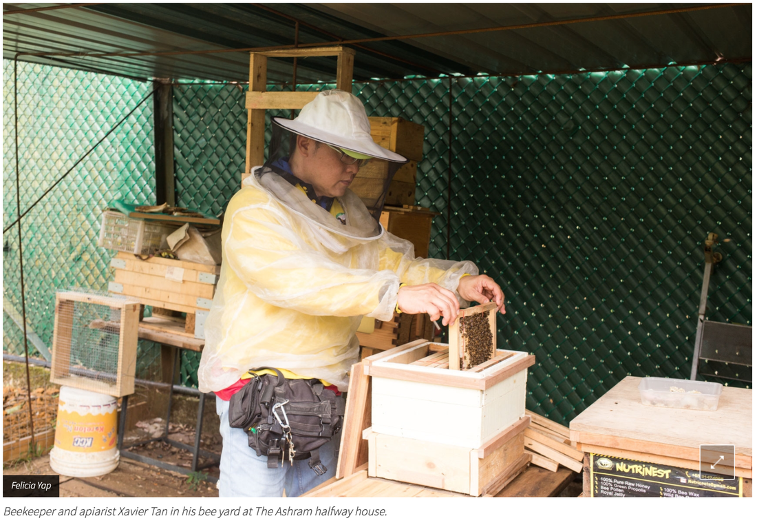 checking beehive